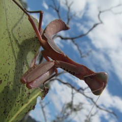 Sphodropoda quinquedens
