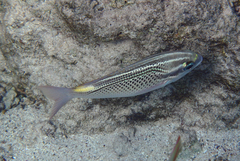 Scolopsis ghanam