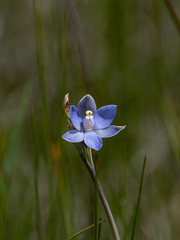 Thelymitra peniculata