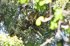 Dendrobium speciosum hillii