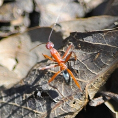 Leptomyrmex tibialis