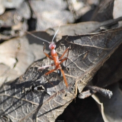 Leptomyrmex tibialis