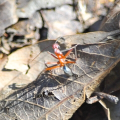 Leptomyrmex tibialis