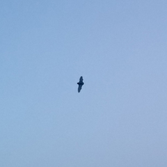 Chiroptera
