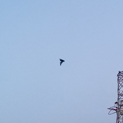 Chiroptera