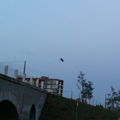 Chiroptera
