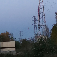 Chiroptera
