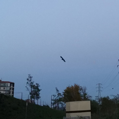 Chiroptera