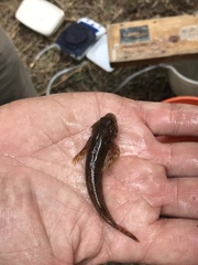 Cottus beldingii