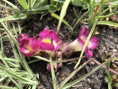 Harveya huttonii