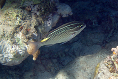 Scolopsis ghanam