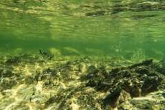 Atherinosoma microstoma