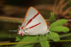 Iolaus sidus