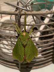 Aenetus eximia