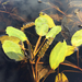Broad-leaved Pondweed - Photo (c) ColinDJones, some rights reserved (CC BY-NC), uploaded by ColinDJones