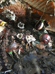 Craterellus undulatus