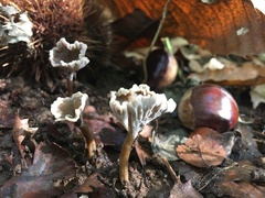 Craterellus undulatus