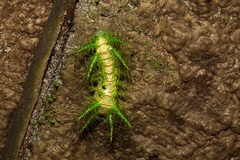 Phocoderma