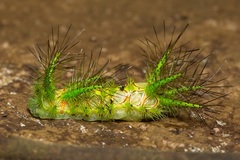 Phocoderma