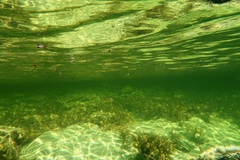 Contusus brevicaudus