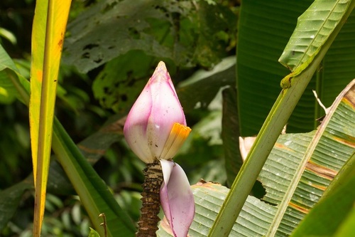 Musa campestris, photograph 4