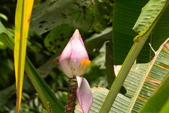 Musa campestris