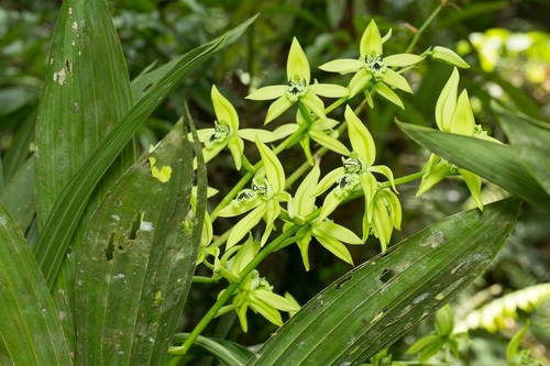 Coelogyne pandurata, photograph 3