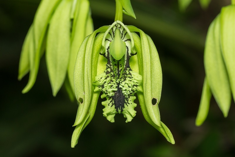 Coelogyne pandurata