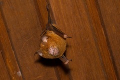 Hipposideros diadema