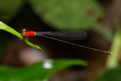 Amphicnemis gracilis