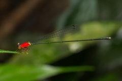 Amphicnemis gracilis