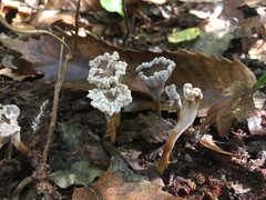Craterellus undulatus