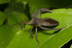 Prionolomia