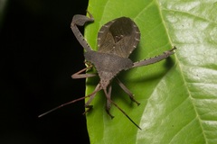 Prionolomia