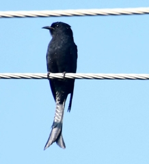 Surniculus dicruroides