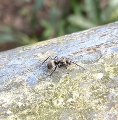 Polyrhachis illaudata