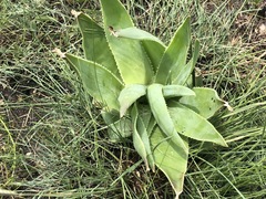 Aloe