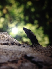 Platysaurus intermedius