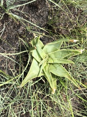 Aloe