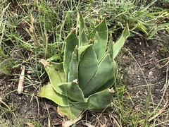 Aloe