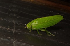 Pseudophyllus hercules