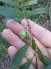 Hakea salicifolia