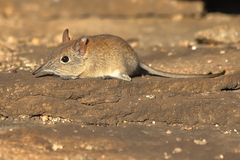 Elephantulus myurus