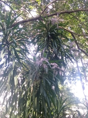 Cordyline stricta