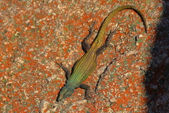 Platysaurus intermedius rhodesianus