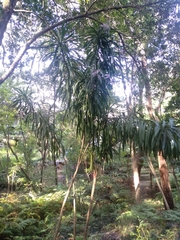 Cordyline stricta