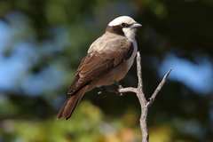 Eurocephalus anguitimens