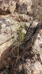 Macrochloa tenacissima