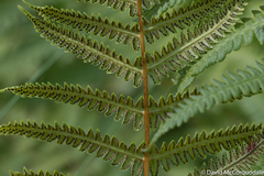 Oreopteris limbosperma