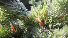 Adenanthos sericeus